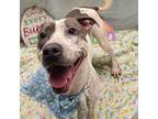 Adopt MOXIE a Pit Bull Terrier