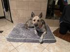 Adopt Izzy a White - with Black German Shepherd Dog / Husky / Mixed dog in