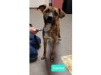 Adopt Caelyn a Mountain Cur, Terrier