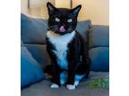 Adopt Alfalfa a Domestic Short Hair