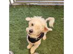 Adopt Rufus Barbosa a White - with Tan, Yellow or Fawn Poodle (Miniature) /