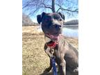Adopt Nezuko a Black American Pit Bull Terrier / Mixed dog in Kansas City