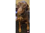 Adopt Hazelle a Brown/Chocolate Doberman Pinscher / Mixed dog in Greenwood