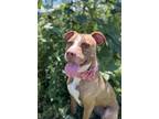 Adopt Biscotti a Brown/Chocolate - with White American Pit Bull Terrier dog in