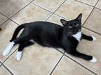 Adopt DOBBY - ADOPTED a Black & White or Tuxedo Domestic Shorthair (short coat)