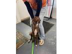 Adopt Hermione a Mountain Cur, Feist