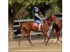 2 year old Appendix Quarter horse in Race Training