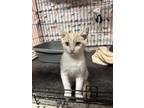 Adopt Patch a Tan or Fawn (Mostly) Domestic Shorthair (short coat) cat in