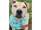 Adopt Rosco a Tan/Yellow/Fawn American Pit Bull Terrier / Mixed dog in