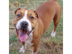 Adopt Giant a Brown/Chocolate American Pit Bull Terrier / Mixed dog in San