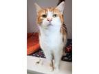 Adopt Cleocatra (in foster) a Orange or Red Domestic Shorthair / Domestic
