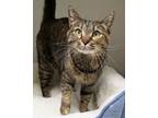 Adopt Hades a Brown or Chocolate Domestic Shorthair / Domestic Shorthair / Mixed