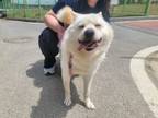 Adopt Dolly(Local) a White - with Tan, Yellow or Fawn Spitz (Unknown Type
