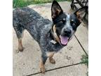 Adopt Zain a Black Australian Cattle Dog / Mixed dog in Shawnee, KS (38290413)