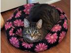 Adopt Tiger a Brown Tabby Domestic Shorthair (short coat) cat in Nottingham