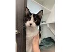 Adopt Judy a White Domestic Shorthair / Domestic Shorthair / Mixed cat in Oak