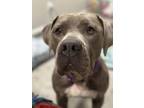 Adopt Trixie a Gray/Blue/Silver/Salt & Pepper Mixed Breed (Large) / Mixed dog in