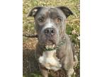 Adopt Shasta a Pit Bull Terrier, Mixed Breed