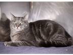 Adopt Stormy a Gray or Blue Domestic Shorthair / Domestic Shorthair / Mixed cat
