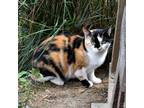 Adopt Tippy a All Black Domestic Shorthair / Mixed cat in Waynesboro