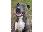 Adopt 23-06-1703 Otis a Pit Bull Terrier / Mixed dog in Dallas, GA (38324130)