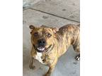 Adopt Bear* a Brindle American Pit Bull Terrier / Mixed dog in Baton Rouge