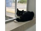 Adopt Batgirl a Domestic Short Hair