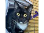 Adopt Rizzo a American Shorthair