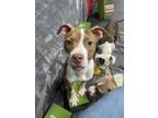 Adopt Janet a Tan/Yellow/Fawn - with White Pit Bull Terrier / Mixed dog in