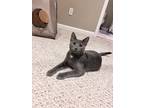 Adopt Taz a Gray or Blue Domestic Shorthair (short coat) cat in Denver