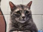 Adopt Rayzen a Domestic Short Hair