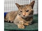 Adopt Joplin a Domestic Short Hair