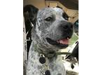 Adopt Remy heeler a Australian Cattle Dog / Mixed dog in Westminster