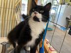 Adopt Casey a Black & White or Tuxedo Domestic Mediumhair / Mixed (long coat)