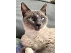 Adopt Star a White Siamese (short coat) cat in Oradell, NJ (38266276)