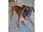 Adopt Caster a Tan/Yellow/Fawn Boxer / Mixed dog in Austin, TX (38365491)
