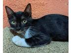 Adopt Saori a Domestic Shorthair / Mixed (short coat) cat in San Diego