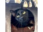 Adopt Pheobe a All Black Domestic Shorthair / Mixed cat in Fredericksburg