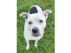 Adopt Missy (HW-) SPONSORED ADOPTION FEE 04/10 a Pit Bull Terrier, Mixed Breed