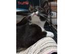 Adopt Truffle a All Black Domestic Shorthair / Domestic Shorthair / Mixed cat in