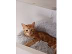 Adopt Flounder a Orange or Red Tabby Domestic Shorthair / Mixed (short coat) cat