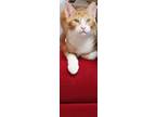 Adopt Boon a Orange or Red (Mostly) Domestic Shorthair / Mixed (short coat) cat