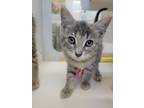 Adopt Ursula a Gray or Blue Domestic Shorthair / Domestic Shorthair / Mixed cat