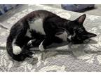 Adopt Trixi a Domestic Shorthair / Mixed (short coat) cat in Warren