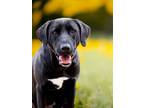 Adopt Maisy a Labrador Retriever