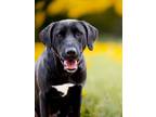 Adopt Maisy a Black Labrador Retriever