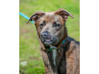 Adopt Debo a Brown/Chocolate Mixed Breed (Large) / Mixed dog in Greenwood
