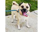 Adopt Harley - City of Industry Location a Tan/Yellow/Fawn Pug / Beagle / Mixed