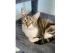 Adopt Flower (Bonded to Bubbles) a Domestic Short Hair