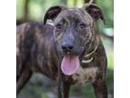 Adopt Lincoln a Brindle Plott Hound / Mixed dog in QUINCY, FL (38415646)